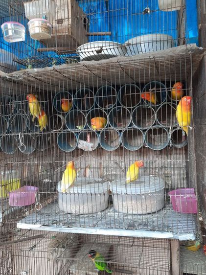 นกเลิฟเบิรด์ รูปที่ 4