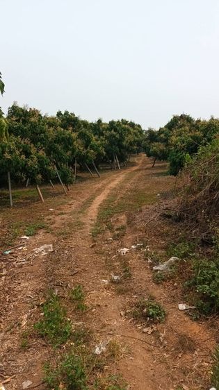 ขายถูก ที่ดินสวนลำไย อ.พร้าว จ.เชียงใหม่ 16 ไร่ 264 วา 3.3 ลบ รูปที่ 3