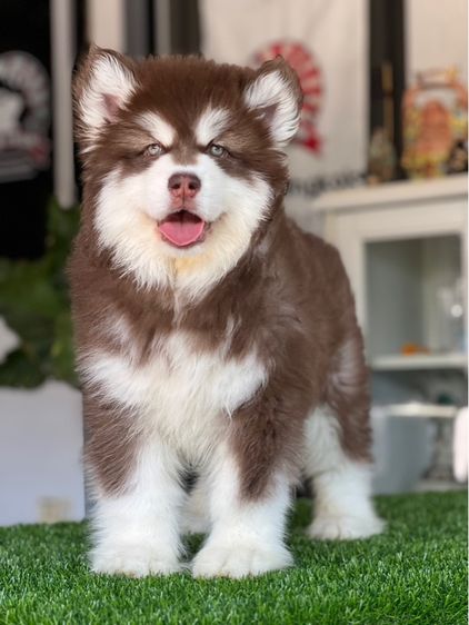 ลูกสุนัขอลาสกันไจแอนท์ เกรดนำเข้า พร้อมใบ รูปที่ 15