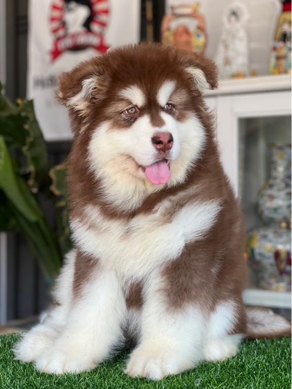 ลูกสุนัขอลาสกันไจแอนท์ เกรดนำเข้า พร้อมใบ รูปที่ 14