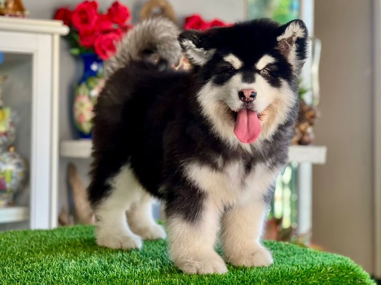 ลูกสุนัขอลาสกันไจแอนท์ เกรดนำเข้า พร้อมใบ รูปที่ 17