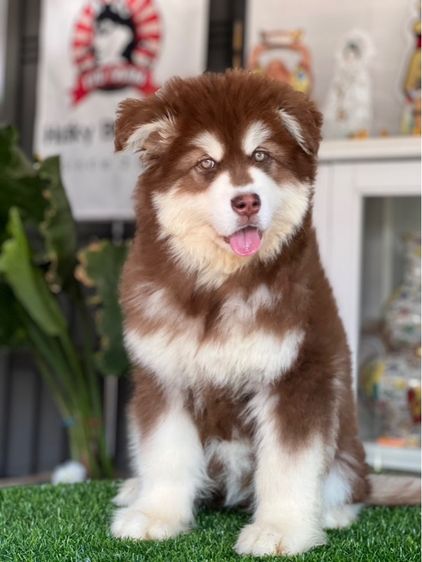 ลูกสุนัขอลาสกันไจแอนท์ เกรดนำเข้า พร้อมใบ รูปที่ 13