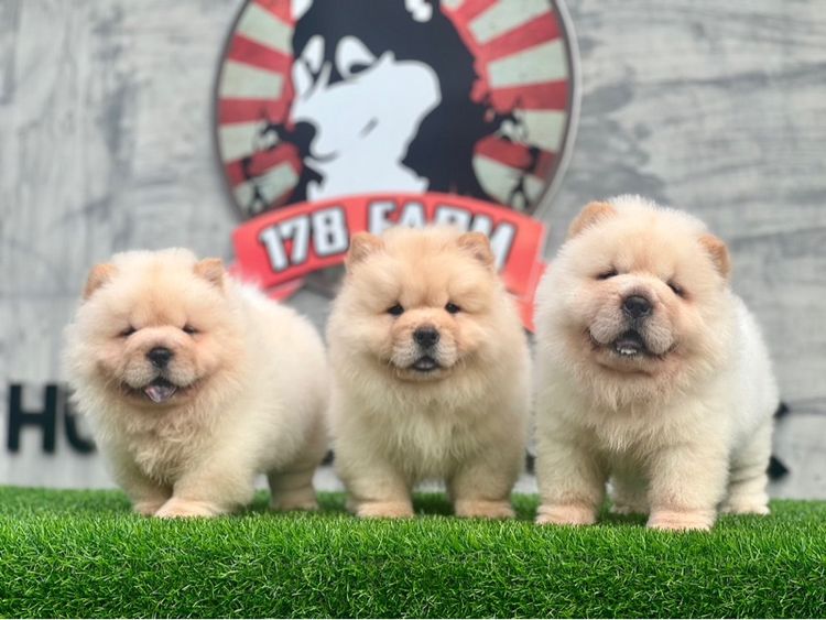 เชาว์เชาว์ เกรดนำเข้า พร้อมใบ รูปที่ 17