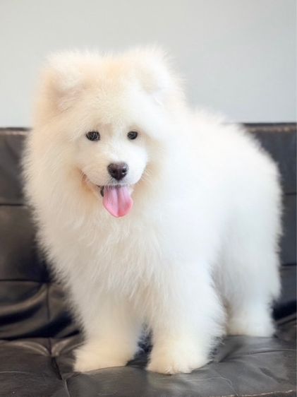 ลูกสุนัขซามอยด์ เกรดนำเข้า พร้อมใบ รูปที่ 15