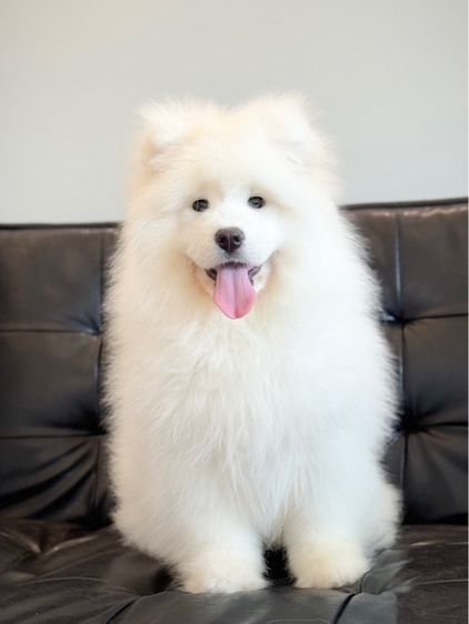 ลูกสุนัขซามอยด์ เกรดนำเข้า พร้อมใบ รูปที่ 14