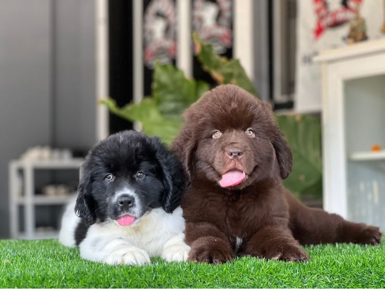 ลูกสุนัขนิวฟาวแลนด์ เกรดนำเข้า พร้อมใบ รูปที่ 14