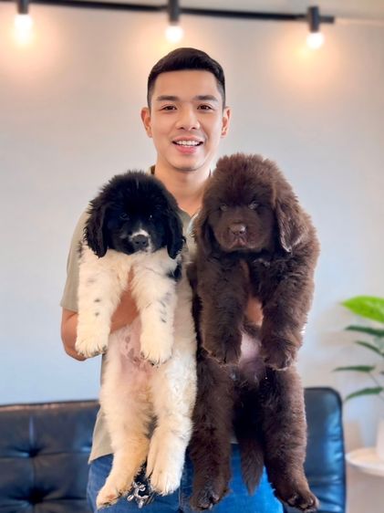 ลูกสุนัขนิวฟาวแลนด์ เกรดนำเข้า พร้อมใบ รูปที่ 17