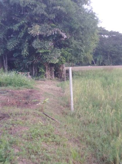 ที่ดินเปล่าจังหวัดเชียงใหม่ รูปที่ 2