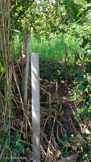 ที่ดินเปล่าจังหวัดเชียงใหม่ รูปที่ 3