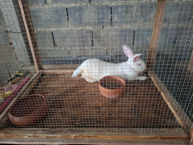 กระต่ายสายพันธ์เนื้อ นิวซีแลนไวน์ รูปที่ 5