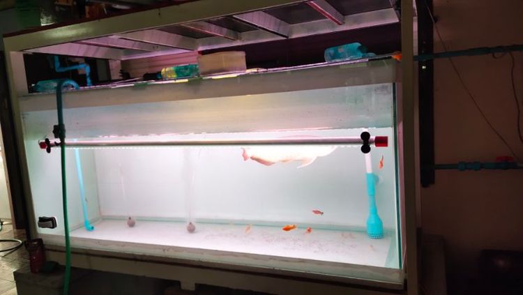 ตู้ปลา 72x28x30นิ้ว ขาตั้ง อุปกรณ์  รูปที่ 3