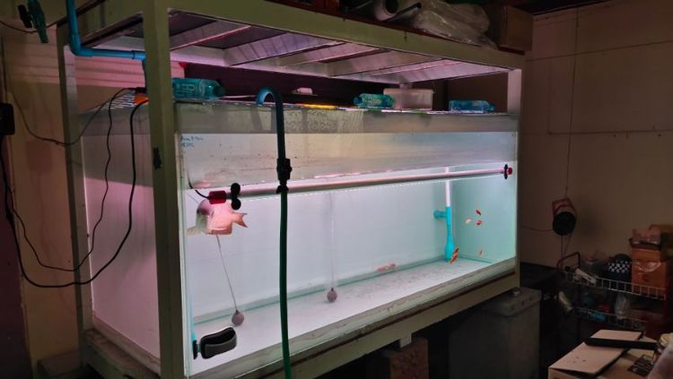 ตู้ปลา 72x28x30นิ้ว ขาตั้ง อุปกรณ์  รูปที่ 2