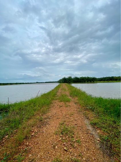 ไม่ใช่ ขายที่ดินเปล่า 6 ไร่ ติดถนนทางหลวงชนบท อำเภอระโนด สงขลา รูปที่ 3