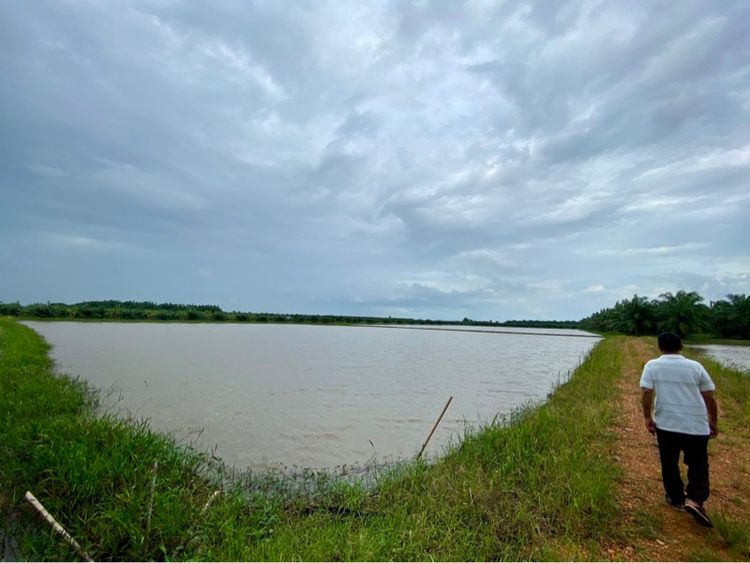 ไม่ใช่ ขายที่ดินเปล่า 6 ไร่ ติดถนนทางหลวงชนบท อำเภอระโนด สงขลา รูปที่ 2