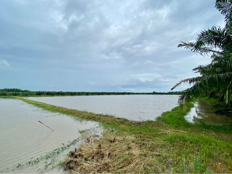 ขายที่ดินเปล่า 6 ไร่ ติดถนนทางหลวงชนบท อำเภอระโนด สงขลา