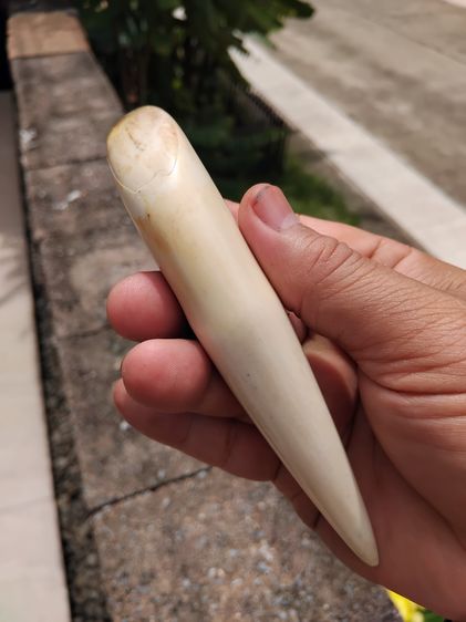 เขี้ยว เขี้ยวตัน ขนาดยาว ุ5.5 นิ้ว เต็มเขี้ยว ขนาดใหญ่มาก เรียว ยาว มีน้ำหนัก สภาพสวยสมบูรณ์ ผิวมัน วาว และทึบแสง อายุเป็น 100 ปี เก่ามาก แท รูปที่ 2