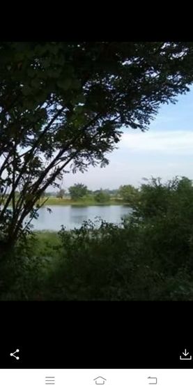 ที่ดินพร้อมสิ่งปลูกสร้าง11ไร่ครึ่งติดถนนกว้างน้ำไม่เคยท่วมติดแหล่งน้ำกว้างใกล้วัด.รร.ธกส. 7-11 ตลาดนัดสนใจ0835052583 รูปที่ 4