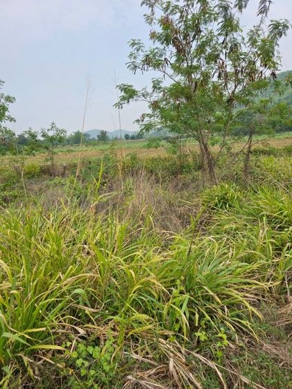ที่ดินด่านช้าง วิวเขา 360 องศา ถมแล้ว3ปี พร้อมปลูกบ้าน รูปที่ 4