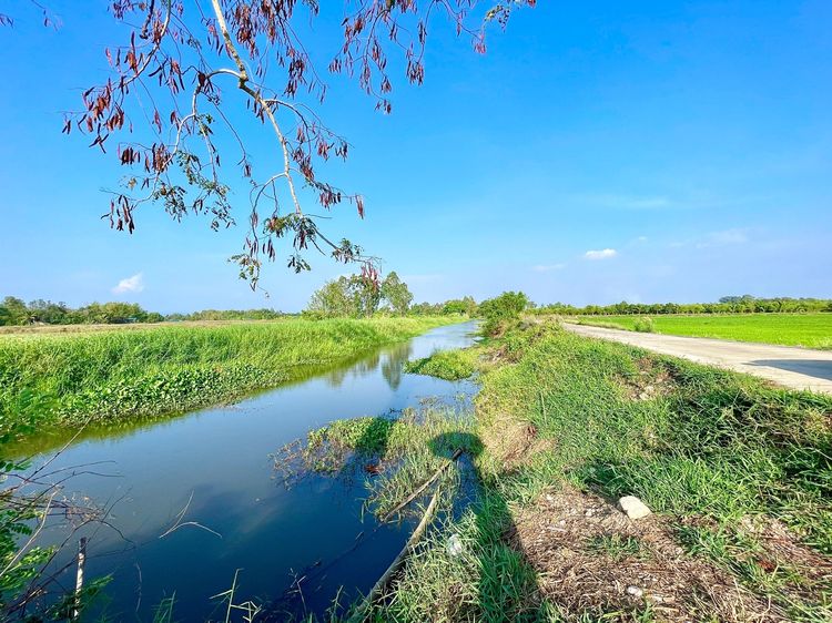 ให้เช่า ขายที่นาใกล้ตลาด 3 งาน 71 ตารางวา ต.ท่าช้าง อ.เมือง นครนายก ติดคลอง ติดถนน รูปที่ 4