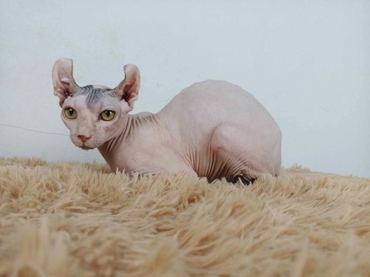 สฟิงซ์ (Sphynx) 29.แมวเอลฟ์ เพศผู้ หาบ้าน Elf Cat Male looking for a new home