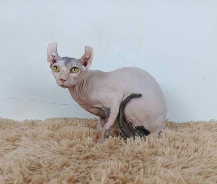 29.แมวเอลฟ์ เพศผู้ หาบ้าน Elf Cat Male looking for a new home รูปที่ 3