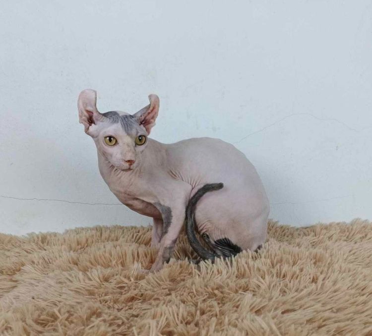 29.แมวเอลฟ์ เพศผู้ หาบ้าน Elf Cat Male looking for a new home รูปที่ 2