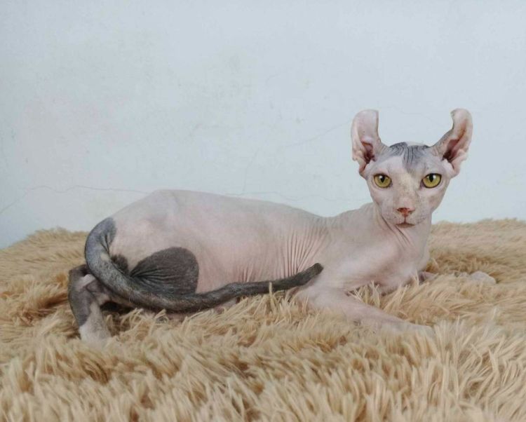 29.แมวเอลฟ์ เพศผู้ หาบ้าน Elf Cat Male looking for a new home รูปที่ 5