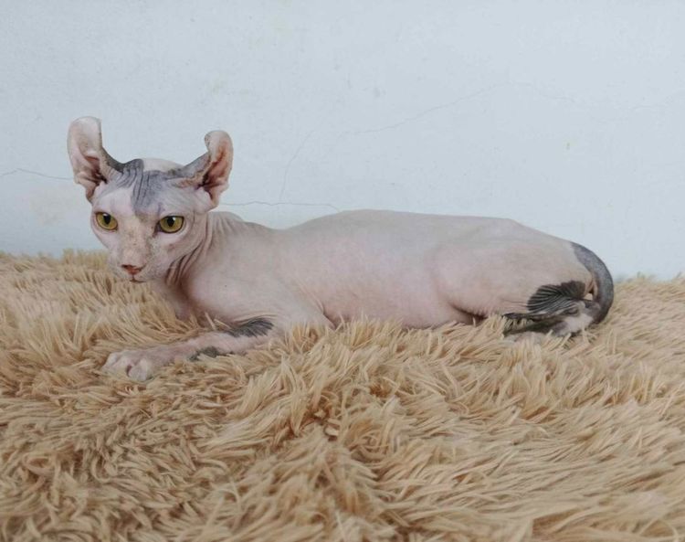 29.แมวเอลฟ์ เพศผู้ หาบ้าน Elf Cat Male looking for a new home รูปที่ 4