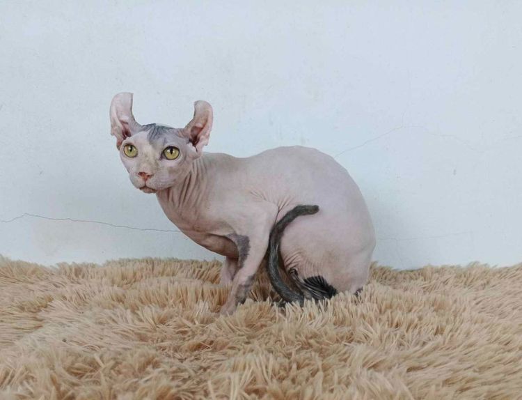 29.แมวเอลฟ์ เพศผู้ หาบ้าน Elf Cat Male looking for a new home รูปที่ 6