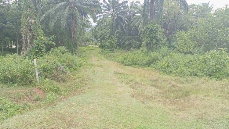 ขายที่ดินเกาะลันตา วิวภูเขา ใกล้โครงการสะพานเชื่อมเกาะลันตา รูปที่ 3