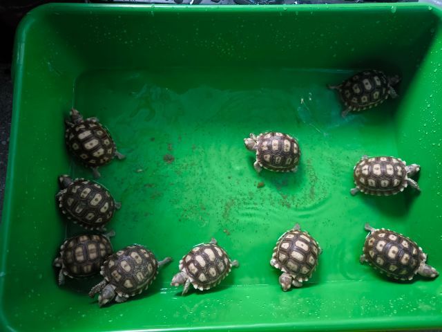 ลูกเต่า ซูคาต้า  Sulcarta  รูปที่ 3
