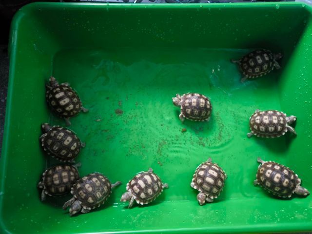 ลูกเต่า ซูคาต้า  Sulcarta 