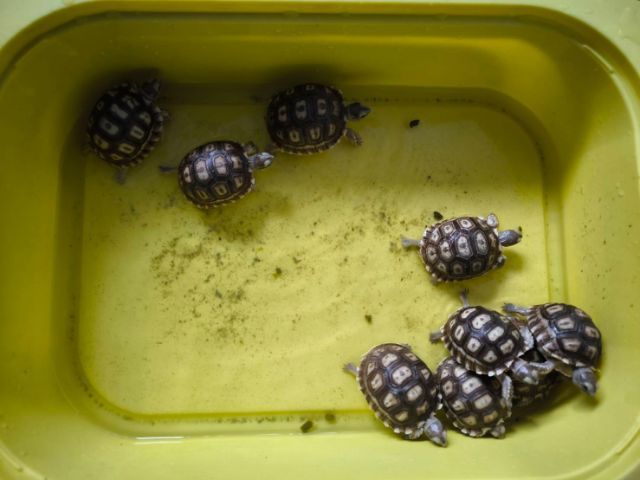 ลูกเต่า ซูคาต้า  Sulcarta  รูปที่ 2