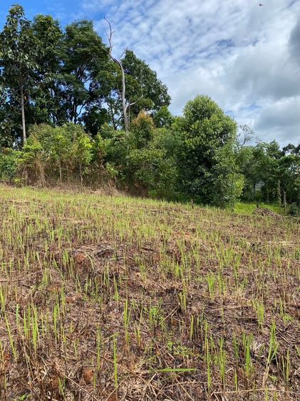 ที่ดิน สะเมิง วิวดี มีโฉนด รูปที่ 3