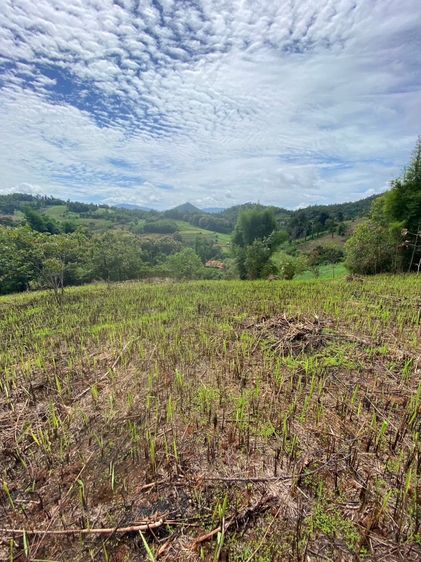 ที่ดิน สะเมิง วิวดี มีโฉนด