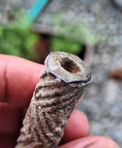 ตะกรุด หลวงปู่ศุข  รูปที่ 7