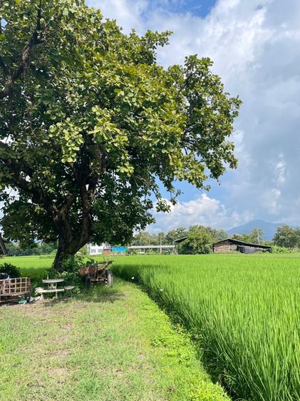 ขายที่ดินอำเภอสันกำแพง สายใหม่1317 ใกล้สนามบินแห่งใหม่ รูปที่ 2