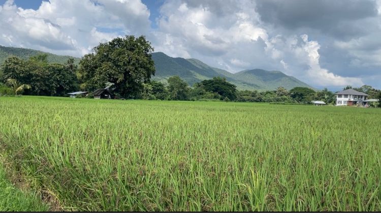 ขายที่ดินอำเภอสันกำแพง สายใหม่1317 ใกล้สนามบินแห่งใหม่