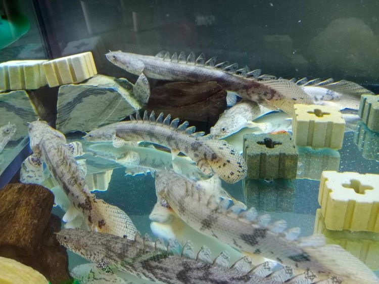 ปลาไบเคอร์ไทเกอร์ หรือบิเซียไทเกอร์ Tiger Bichir Polypterus endlicheri Fish รูปที่ 2
