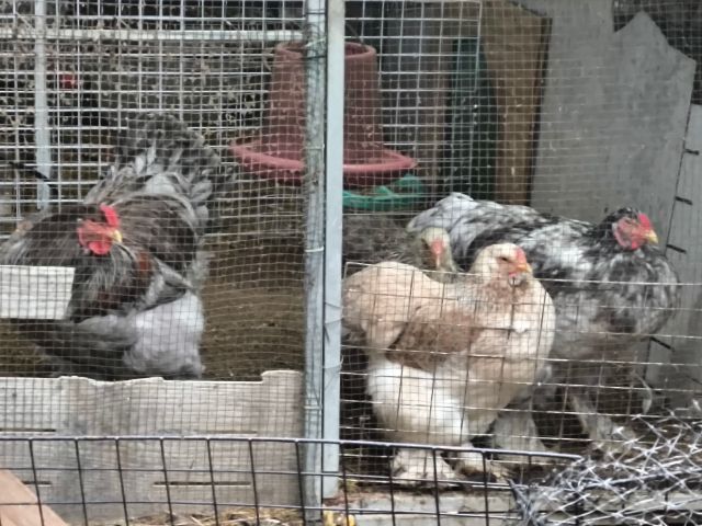 ลูกไก่ยักษ์ บราห์ม่า เกรดประกวด รูปที่ 5