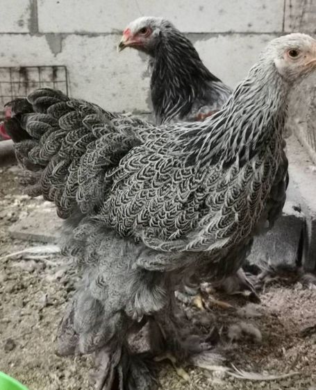 ลูกไก่ยักษ์ บราห์ม่า เกรดประกวด