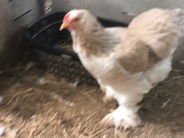 ลูกไก่ยักษ์ บราห์ม่า เกรดประกวด รูปที่ 3