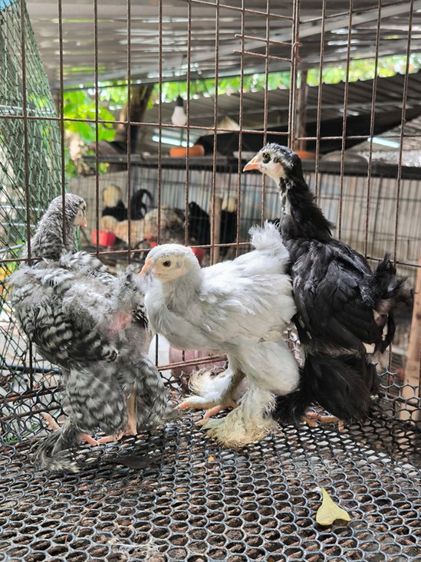 ลูกไก่ยักษ์ บราห์ม่า เกรดประกวด รูปที่ 4
