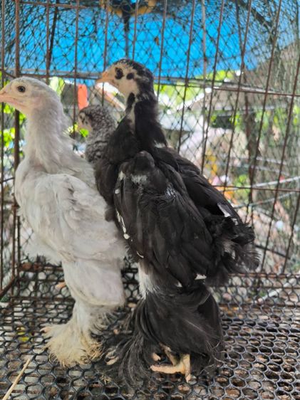 ลูกไก่ยักษ์ บราห์ม่า เกรดประกวด รูปที่ 2