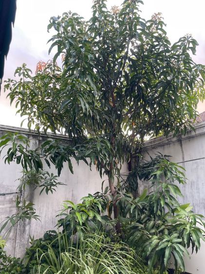 ขายต้นมะม่วงปลูกด้วยเม็ดอายุ 12 ปี
ในกระถาง เจ้าของขายเอง