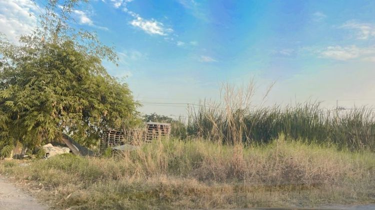 ให้เช่าที่ดิน เปล่า  100 ตารางวา เขต ลาดกระบัง  ถนน คุ้มเกล้า สนใจโทร 0655490817, 0870724475 รูปที่ 4