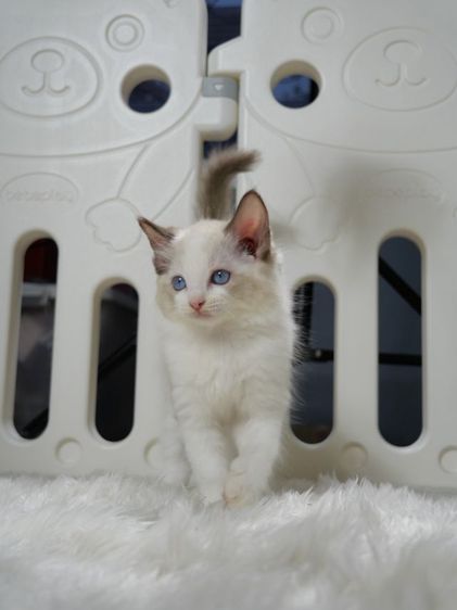 Ragdoll ระดับสีตา deep blue รูปที่ 5