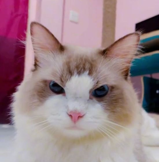 Ragdoll ระดับสีตา deep blue รูปที่ 15