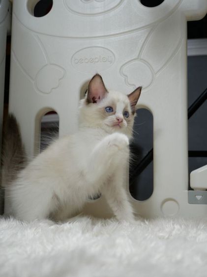 Ragdoll ระดับสีตา deep blue รูปที่ 9