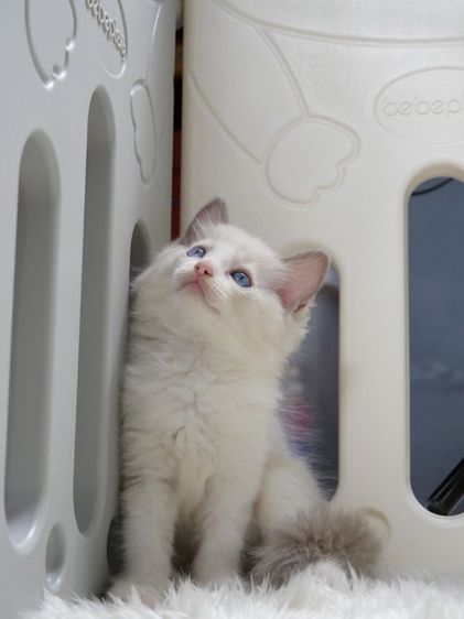 Ragdoll ระดับสีตา deep blue รูปที่ 6